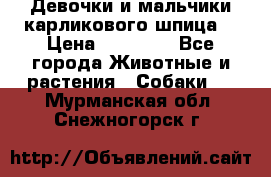 Девочки и мальчики карликового шпица  › Цена ­ 20 000 - Все города Животные и растения » Собаки   . Мурманская обл.,Снежногорск г.
